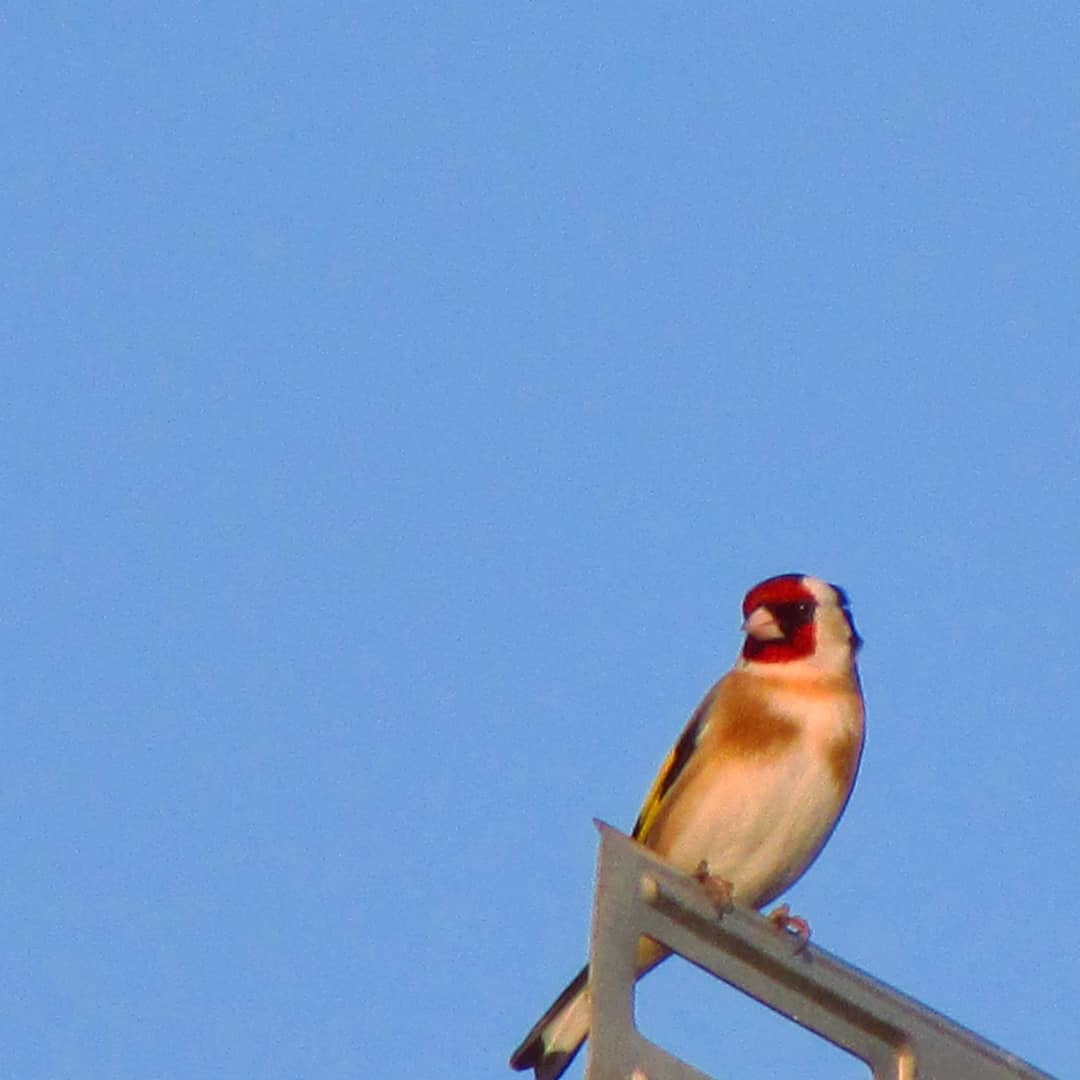 TinkonBrink's tweet photo. Eyeing up the bird feeder restaurant.
He's heard great reviews on Twitter. 🐦😜

#goldfinch #feedthebirds #singingforhissupper #nature #environment

Countdown to #EarthDay on the 22nd April with @Stana_Katic https://t.co/pmD1daeQcb