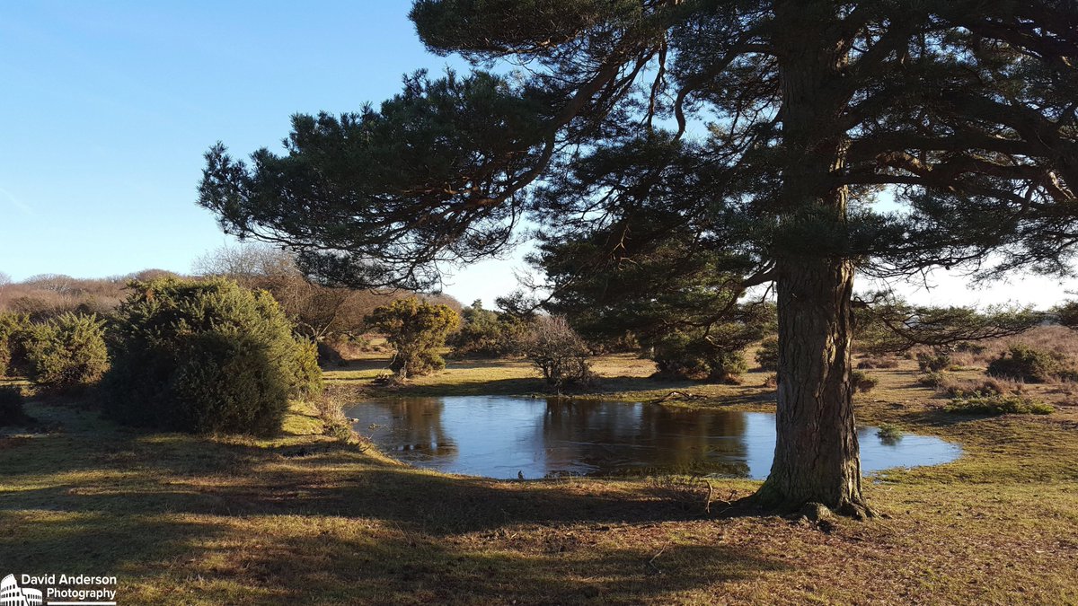 The beautiful #NewForest is the ideal place for a #NakedHike.