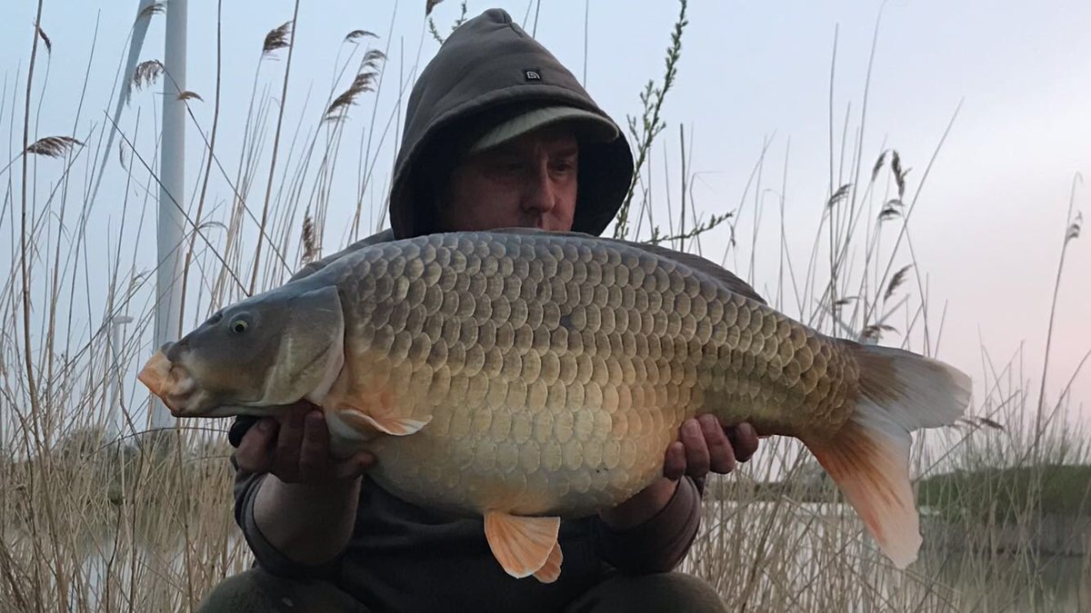 EarlsHallFish's tweet photo. Top Lake fishing well with lots of fish to just over 30lb gracing the bank including the immaculate Bronze Common caught by Chris Newman using @CW_Baits V12 bottom Baits. #fishmealboilies #dayticketfishingessex https://t.co/eJwznSM6vM