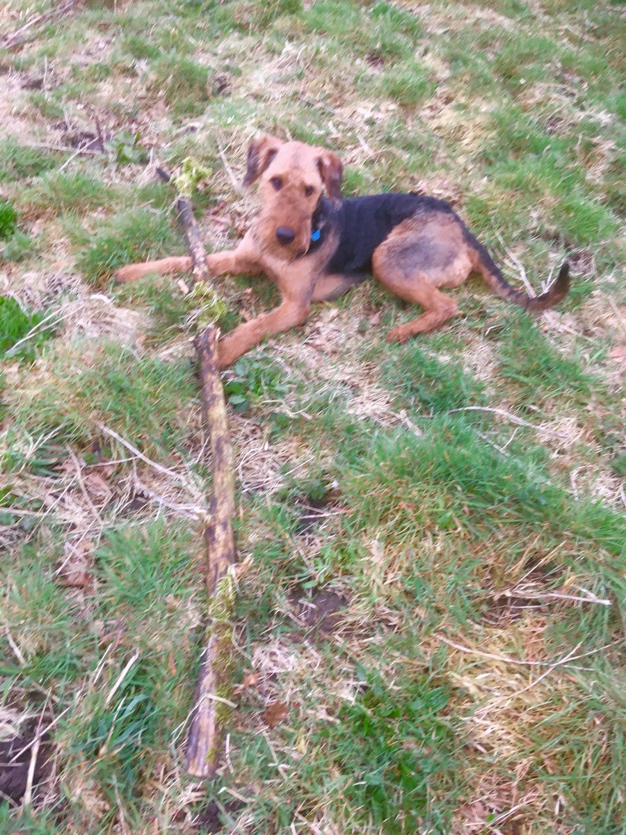 PeanutandAmber's tweet photo. Especially pleased with this camouflaged stick which required digging to get it out of the grass 8/10
#RatemyStick
#Airedale https://t.co/82IOKd4op1