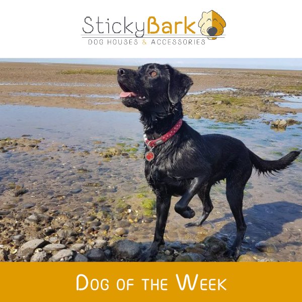 StickyBark's tweet photo. 🐶 Meet Skye - Skye - Our dog of the week!
Read her very 'fetching' story here: https://t.co/2hUxuFAaVs

#dogs #dogsuk #dogsofinsta #dogsofinstagram #dogsoftwitter #doglovers #dogoftheweek https://t.co/A5JkKLolOQ