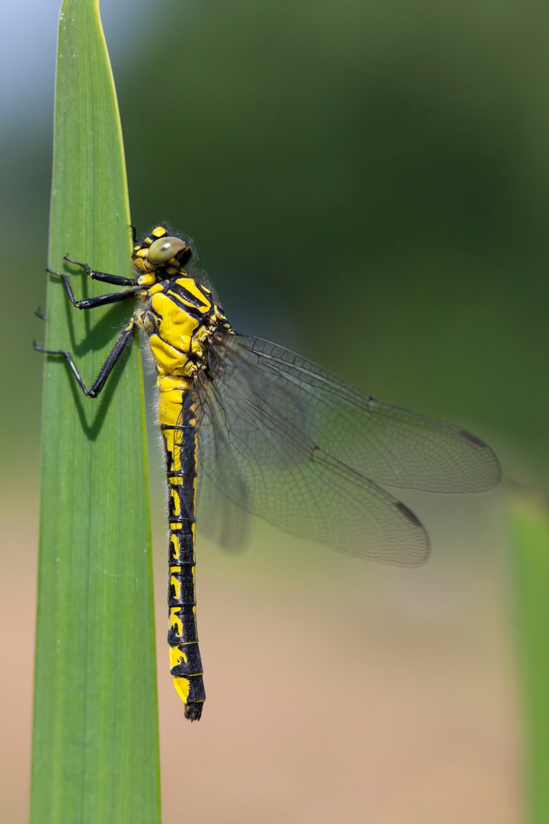 BDSdragonflies's tweet photo. If you want to see the newest #species to #Devon, the Clubtail #Dragonfly, join #ClubtailCount 2018! sign up here: https://t.co/h7yAZdLRhC https://t.co/fhyzNpyXzy @DevonLiveNews photo by @brochard_biota @DilgerTV @BBCSpringwatch @ChrisGPackham https://t.co/ZZ6ReQoAHT