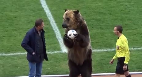 BBCSport's tweet photo. "Using a bear as a captive servant to deliver a football is downright dangerous." 

"Shocking and inhumane" footage of a bear performing in front of fans before a Russian league match has been condemned by animal welfare groups.

👉 https://t.co/4cd6fRINdA https://t.co/18QzcXoK9j
