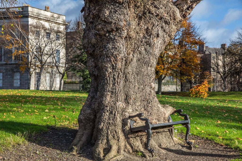 VisitDublin's tweet photo. Have you met the hungry tree yet?! ๐ณ๐ด You'll find it (and lots of other gems) on our 'Dublin's Northside' Discovery Trail... https://t.co/OYdpCVi0px #hungrytree #lovedublin https://t.co/KUbrXdUyOD