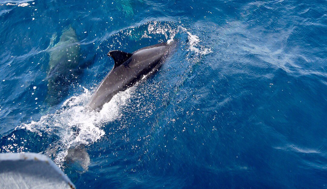 physiologyfish's tweet photo. All the #science #marinebiology even when I’m not #sciencing ... post-conference #LFCO2W @SEBiology #azores #portugal excursion to see #dolphins &amp; other #marinemammals w/ @cosimaporteus &amp; my other fav SEB #sciencefamily https://t.co/zvuH9Dj7R8