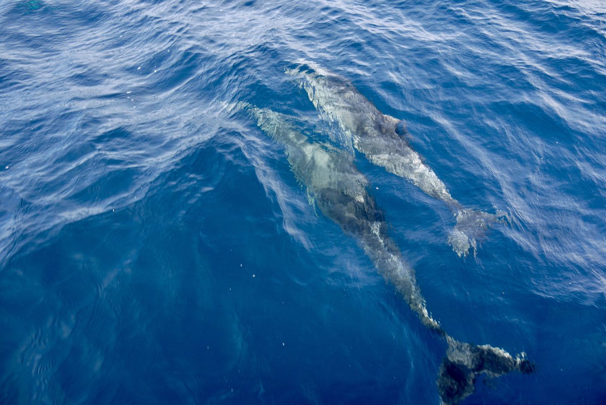 physiologyfish's tweet photo. All the #science #marinebiology even when I’m not #sciencing ... post-conference #LFCO2W @SEBiology #azores #portugal excursion to see #dolphins &amp; other #marinemammals w/ @cosimaporteus &amp; my other fav SEB #sciencefamily https://t.co/zvuH9Dj7R8