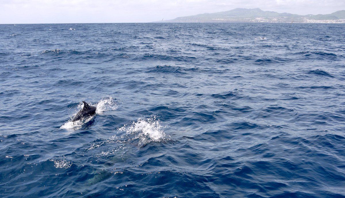 physiologyfish's tweet photo. All the #science #marinebiology even when I’m not #sciencing ... post-conference #LFCO2W @SEBiology #azores #portugal excursion to see #dolphins &amp; other #marinemammals w/ @cosimaporteus &amp; my other fav SEB #sciencefamily https://t.co/zvuH9Dj7R8
