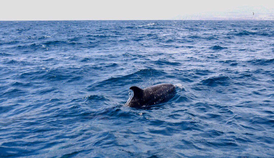 physiologyfish's tweet photo. All the #science #marinebiology even when I’m not #sciencing ... post-conference #LFCO2W @SEBiology #azores #portugal excursion to see #dolphins &amp; other #marinemammals w/ @cosimaporteus &amp; my other fav SEB #sciencefamily https://t.co/zvuH9Dj7R8