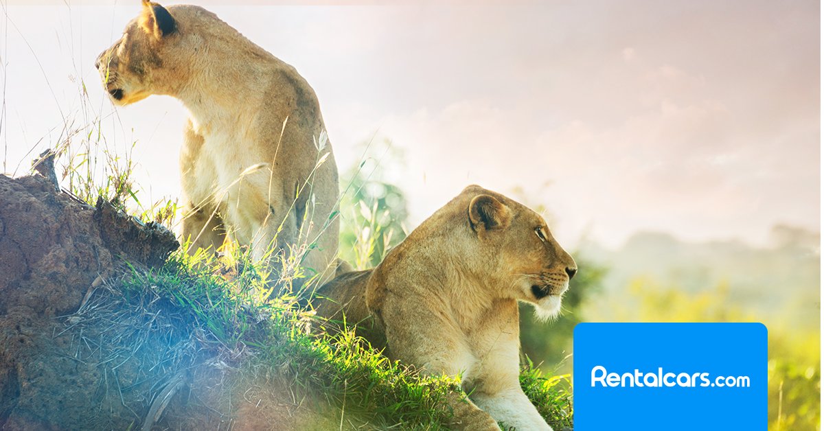 CapitecBankSA's tweet photo. South Africa is beautiful. Discover more of it with 10% off your car rental booking with Capitec &amp; https://t.co/bK257qCfre. Make sure you use this link and pay with your Capitec card to get your #LiveBetter discount:  https://t.co/Str7sSLNV3 https://t.co/xtCR0nlXc0