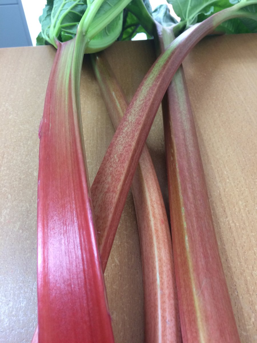HerbFreshLLP's tweet photo. New season open crop UK Rhubarb now ready. #harvest18 https://t.co/YBBzdg0RND