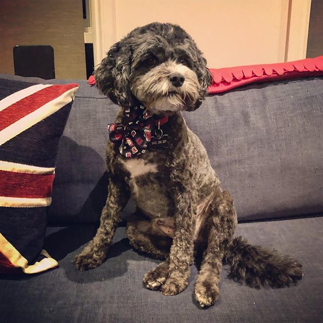peter_bauld's tweet photo. Posing in my bow tie after a grooming session @murphyspawgrooming 😎 https://t.co/VGpOb1oySO https://t.co/9ZtugCKze5