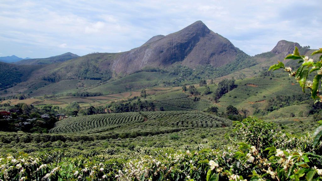 GrumpyMule's tweet photo. Look at these beautiful scenes from Fazendas Dutra in Brazil. A farm run by an eco-conscious family that’s been passionate about sustainable coffee farming since the 1950s. The coffee from here is now available on our webstore: https://t.co/6M0M1qHEVf https://t.co/EWA1zUokH1