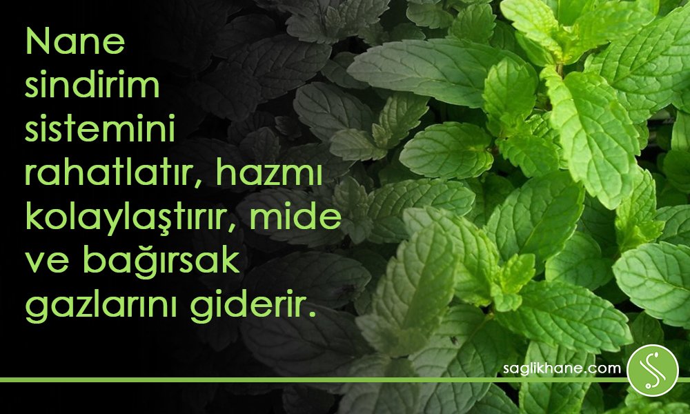 saglikhane's tweet photo. Biliyor musunuz?
#hergünyenibirsağlık #sağlıkhane #sindirim  #nane #bağırsak #mide #gaz #sağlık https://t.co/LakKMepVeu