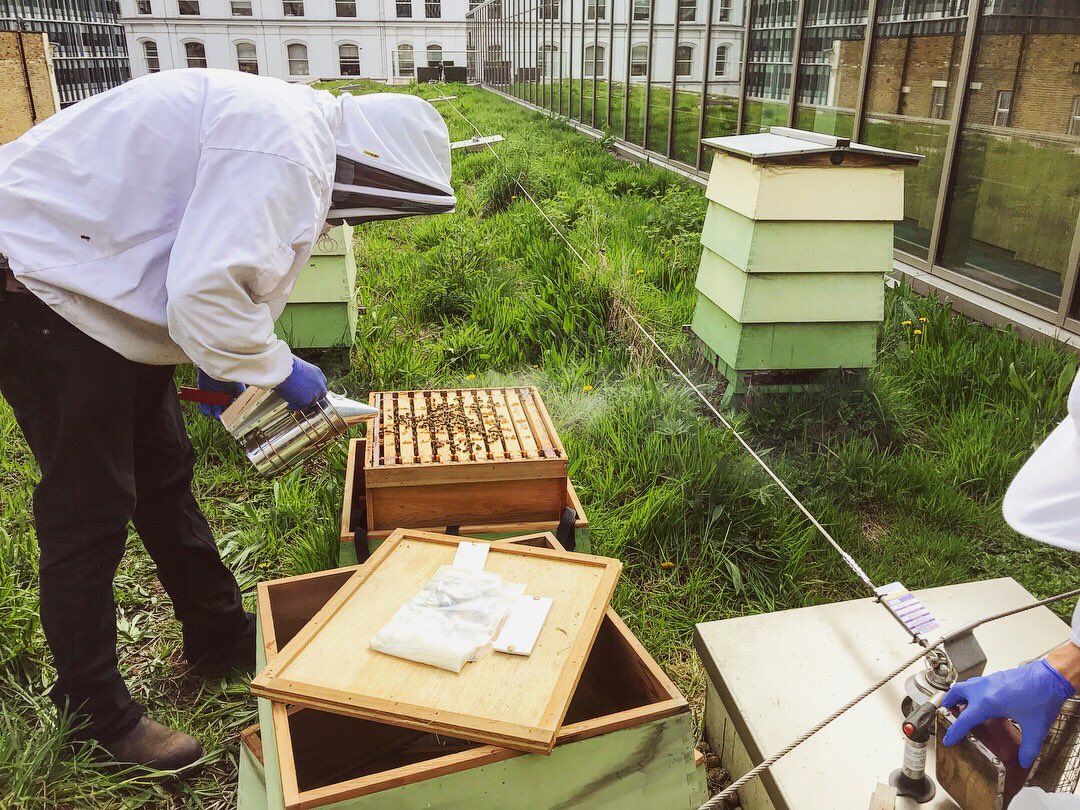 HiltonBankside's tweet photo. Bee doctor in the house @BermondseyBees! Happy to announce that our little bees are doing amazing& looking fab! All they need is this beautiful weather to keep on going. #buzzingforsummer ππΈ https://t.co/utpWb1EhJk