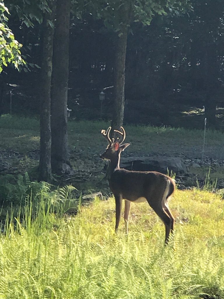 RicksMtnHomes's tweet photo. #NobodyGetsOutOf - this world alive so tweeps in the #Philly, #NY and #NJ area should get to purchasing a getaway in the #Poconos! Start the search for free at https://t.co/wXfJVqZ9RF
#MountainLife #pmlrealty https://t.co/QqmHNpkRu2