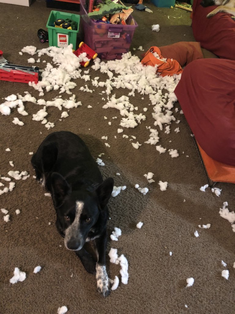 shaddy_shadow's tweet photo. I did it! #cattledog #Dogsoftwitter https://t.co/52nb7EUc9v
