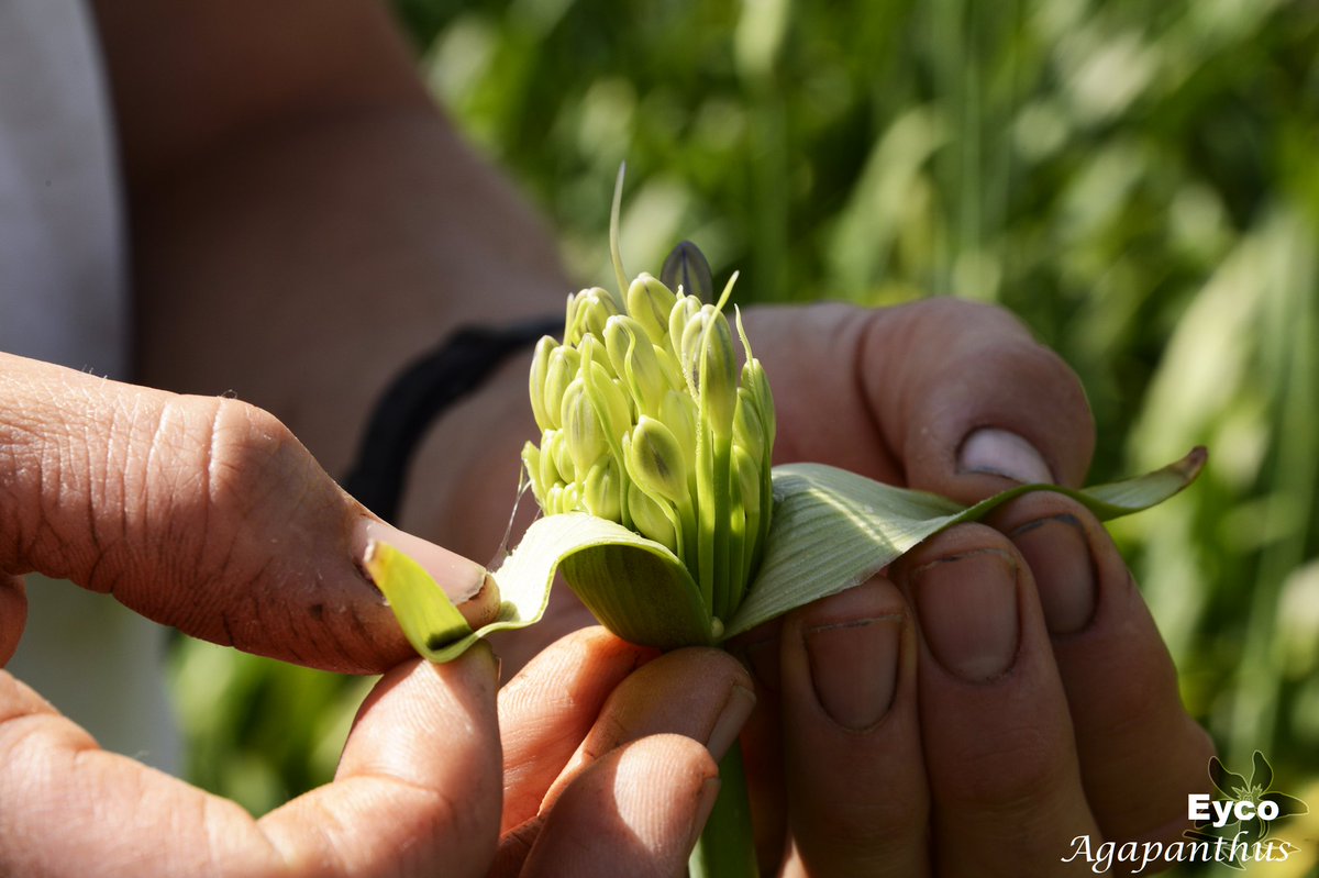 summerflowersNL's tweet photo. Alsof je een kadootje uitpakt.

#Agapanthus 
(@EijcoFlowers ) https://t.co/xRLVdwqKWy