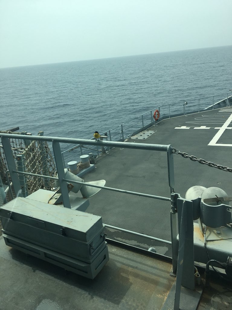 A small yellow breastfed, greenbacked bird sits on a rail in front of the bridge winds onboard HMS  ENTERPRISE