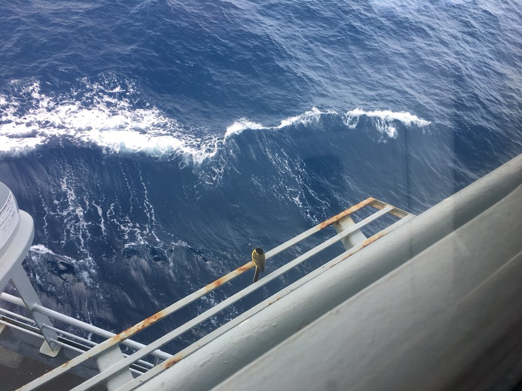 Watching the world go by! The green backed bird watches the waves beneath the ship as ENTERPRISE drives through the Med