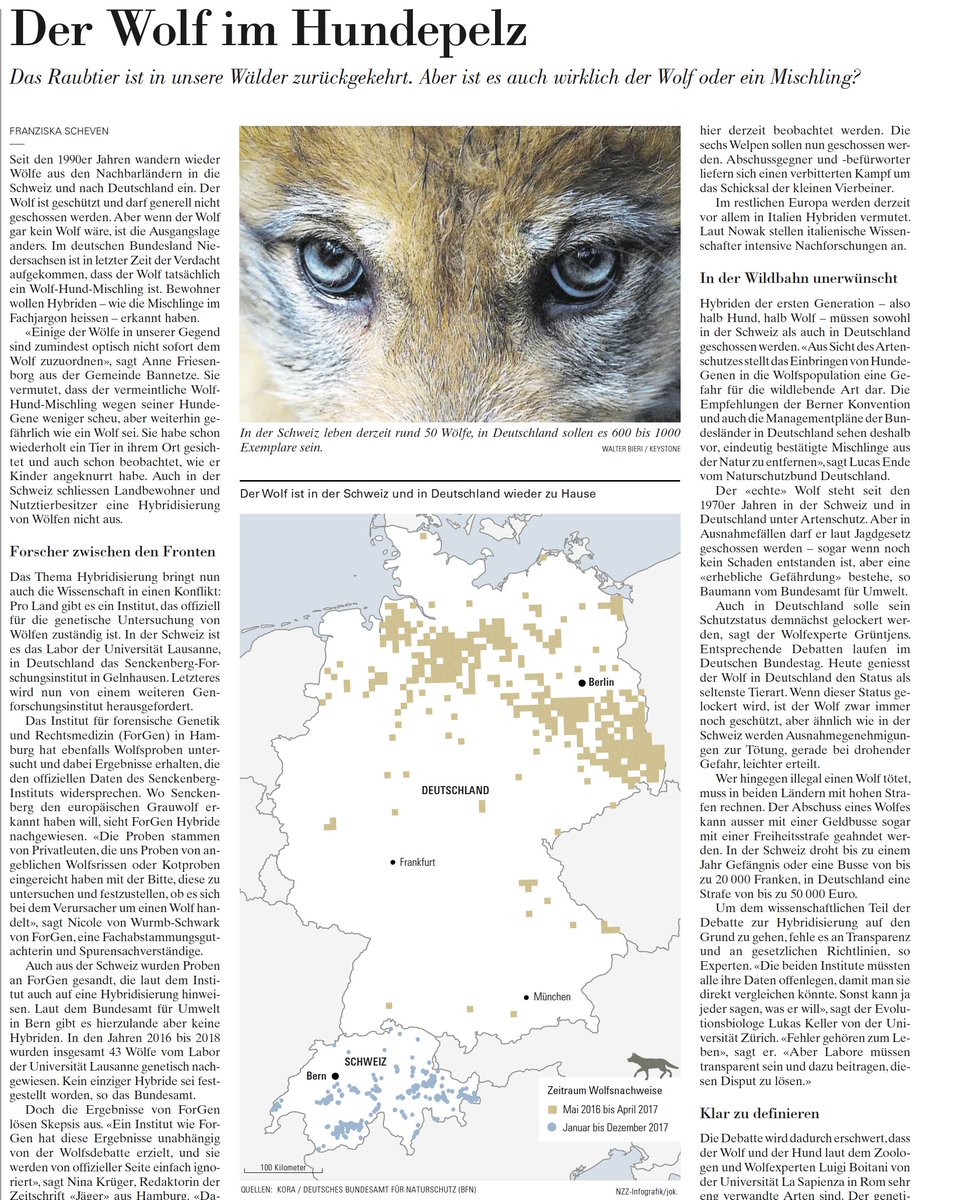 Der Wolf ist zurück – oder ist es überhaupt der Wolf? <a href="/fra_ziska/">Franziska Scheven</a> nzz.ch/panorama/wolf-…