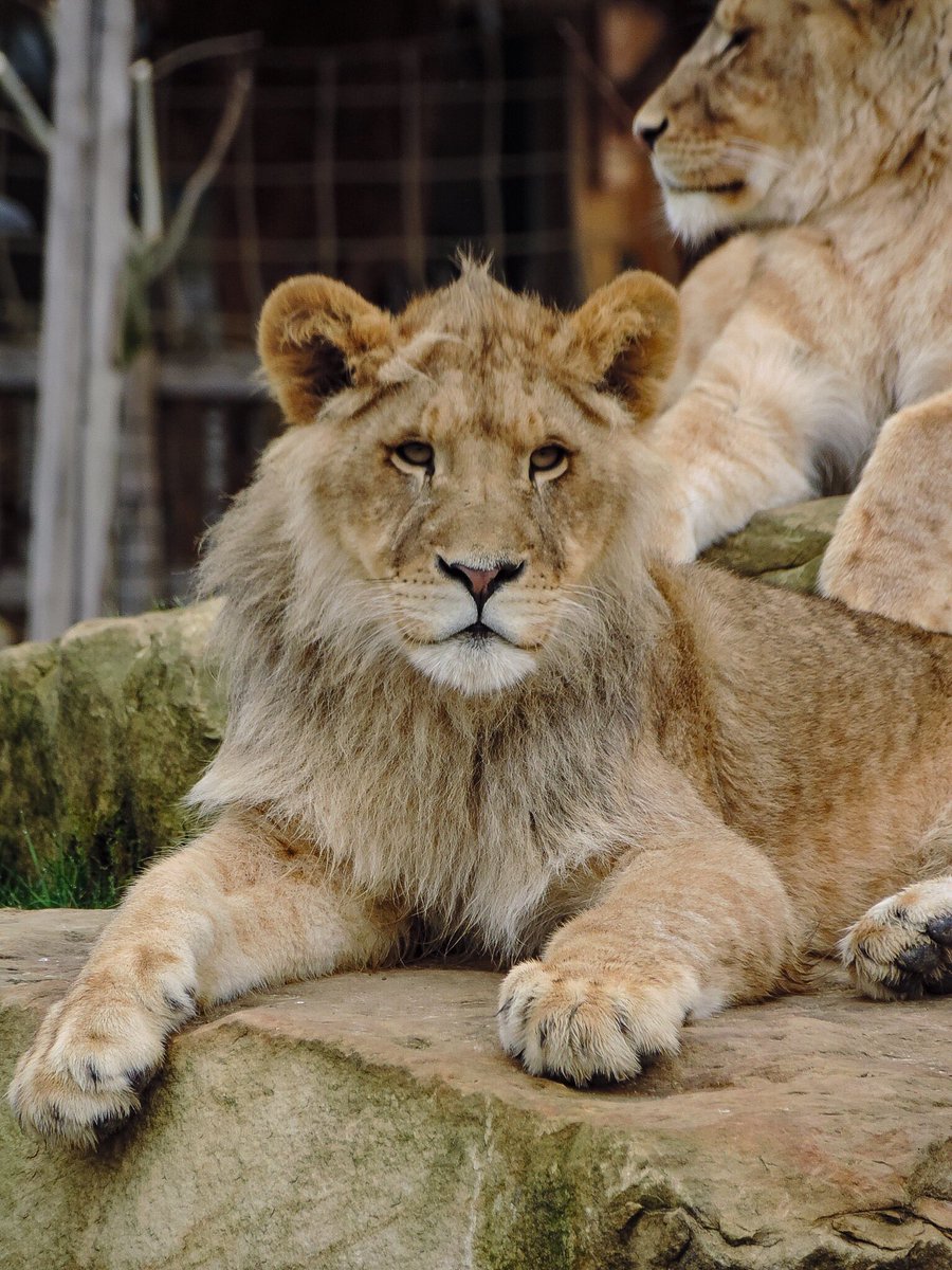 BaptistePhotos's tweet photo. Quand le roi de @zoobeauval attend sa proi 
#zoo #beauval #animaux #lion #savane https://t.co/baHz0pjfbV