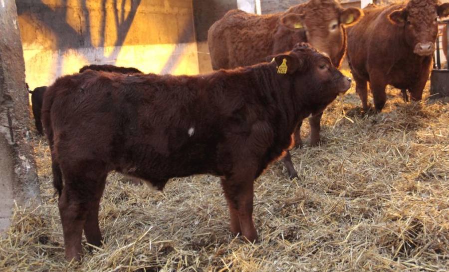 AgropolskaPL's tweet photo. Rasa beefmaster jest już w Polsce
https://t.co/5A5pDnEOGk #bydło #beefmaster #embriotransfer #wołowina #rolnictwo @WierzbickiJerzy @PolskieZPBM https://t.co/LKm6tkrpur