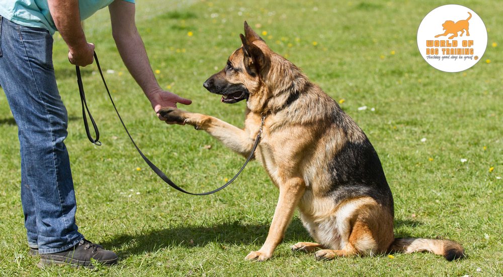 RyanMatthewsCA's tweet photo. Every dog need training right! Then have a glance at our dog training tips and #E-courses which are trued training.Visit https://t.co/aTvevOFYhj  to have a look at the e-courses.#worldofdogtraining #puppy #dog #dogtrainig  #RyanMatthews  #dogtrainer #LosAngeles https://t.co/E4fOfZWHTx