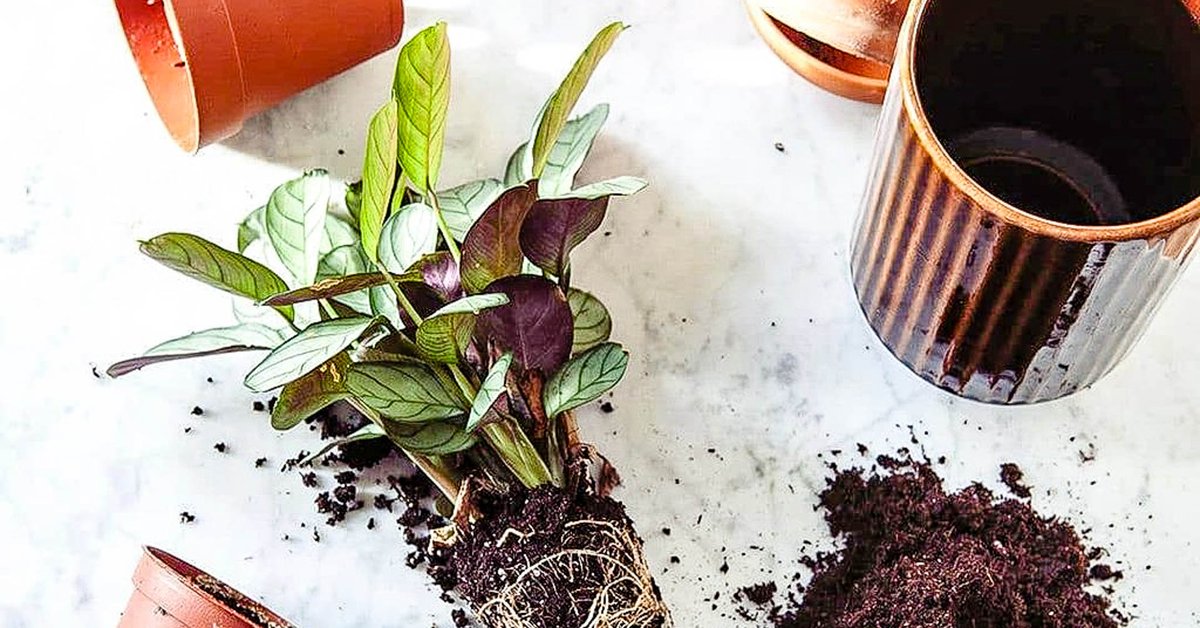 Meer leren over plantenverzorging? Doe dan mee aan deze winactie en win 2 kaarten voor een workshop in mei/juni over plantenverzorging van Mama Botanica: bit.ly/2qBSGOl