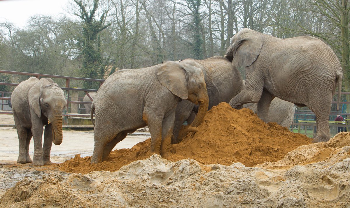 AspinallCharity's tweet photo. Huge thank you to our friends at @Bourne_Amenity for the very generous sand donation last week! As you can see we have a very happy Elephant herd thanks to you. You guys are awesome!
#elephant #sand #giantsandbox #enrichment #elephants #bourneamenity #donation https://t.co/acFYvjmCqN