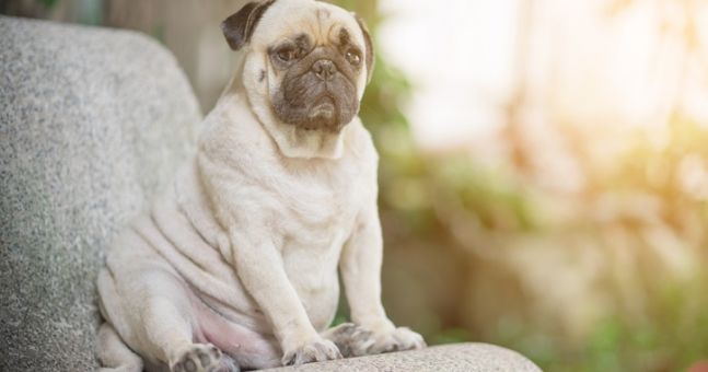 Have you been overfeeding your #pet?
Approximately one in three #dogs and two in five cats in Ireland are overweight!
joe.ie/news/dogs-cats…