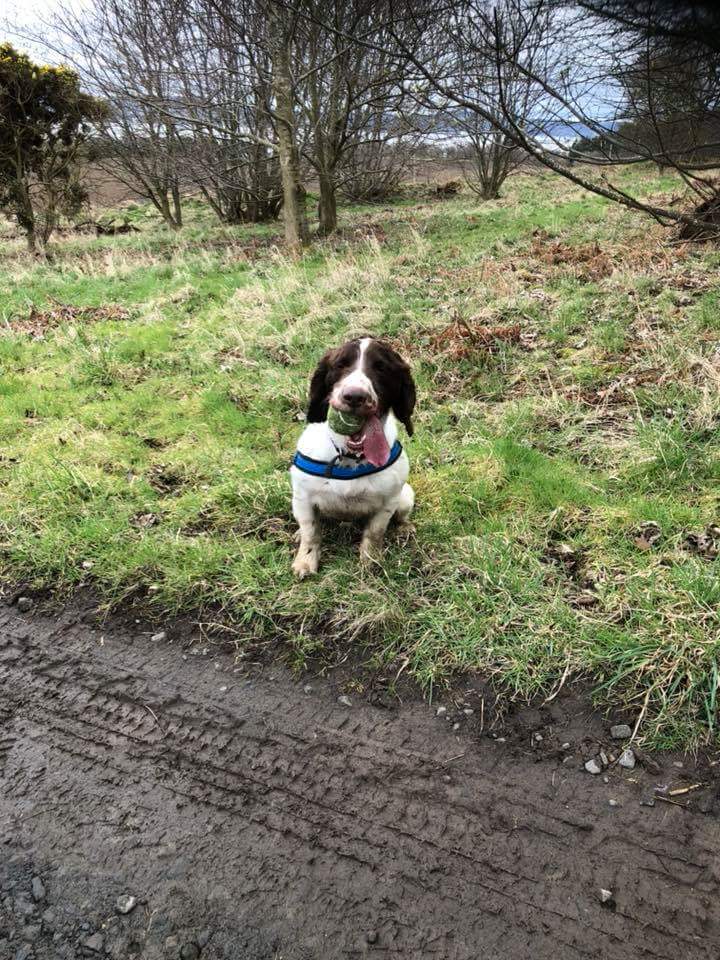 PSOSDogs's tweet photo. PD Digby looking happy with himself after passing his licence for another year😊#GoodBoy #DrugsDog #TheNoseKnows #PDDigby https://t.co/7b0IwC2GGa
