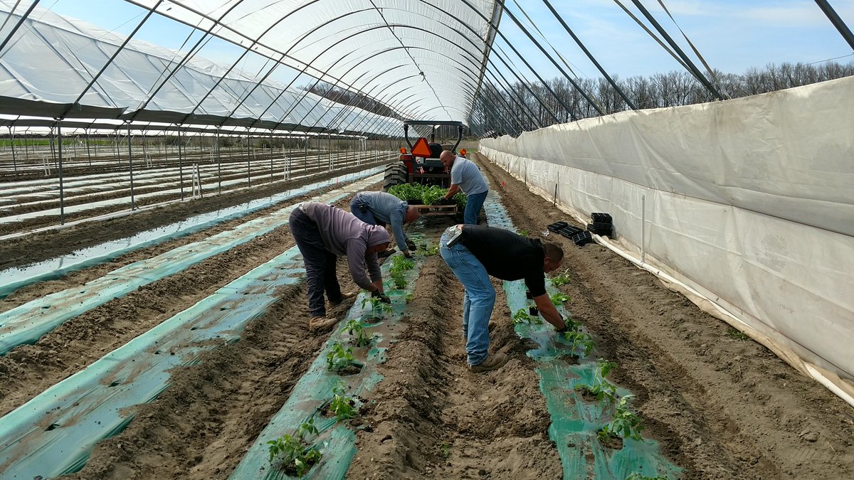 HTGrowers's tweet photo. #HTG planted #tomatoes this week.      Hoping for first #JerseyFresh #vineripetomatoes in mid to late June. https://t.co/wEuhWBTJqR