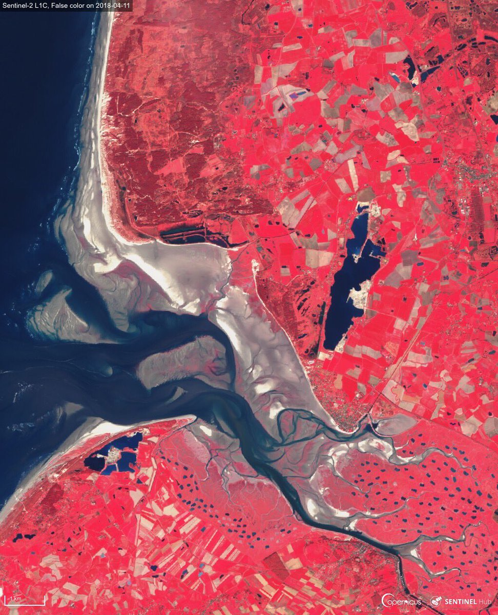 Monitoring protected natural areas such as Marquenterre Park from Space
Bay of Somme 🇫🇷 at low tide in true colours and in two different false colours spectral bands combination.
#sentinel2 🇪🇺🛰 imagery from 11 April