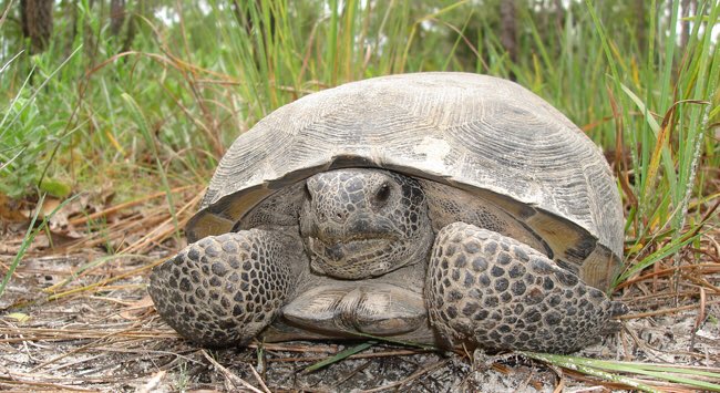 Jwl320's tweet photo. Gopher Tortoises have a dcreasing population because they have had significant habitat loss and they have a legacy as being food for humans during the great depression #ees028 #wildlifebusiness https://t.co/CwvdbSkl7K