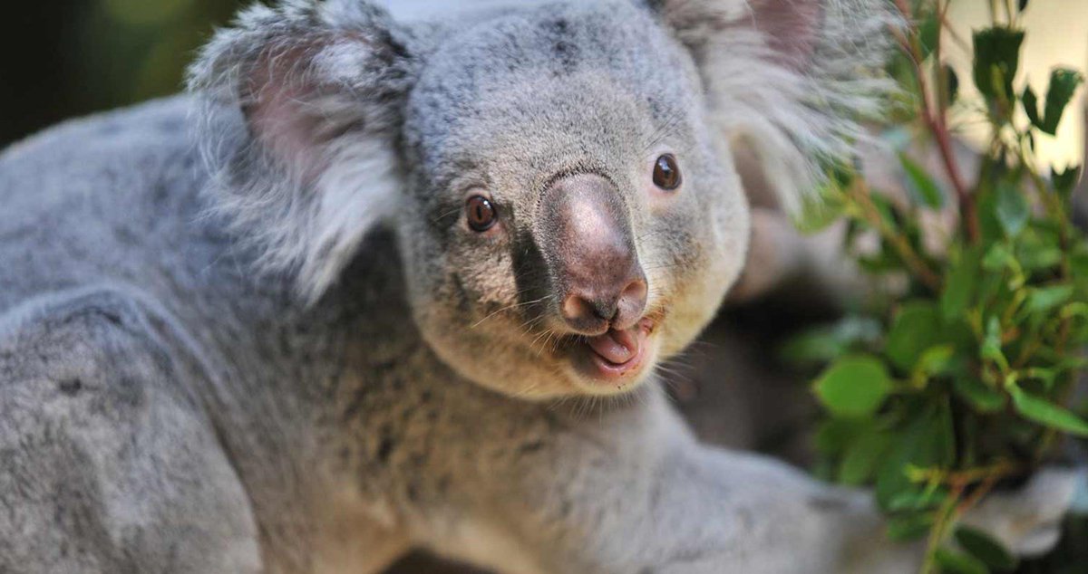 EdinburghZoo's tweet photo. Everyone at RZSS Edinburgh Zoo has been saddened by the loss of Yabbra, our eldest Queensland koala. Read the full update on our website: https://t.co/3l4XHpoCG6 https://t.co/8CaV1Mkvcw