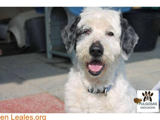 lealesorg's tweet photo. ❕ Curro - Protectora Pulgosas
🔗 Contacto y +Info: https://t.co/k4fR1GHiZO
#Difunde en #LealesOrg y #adopta para #AdoptaNoCompres O un #SeBusca de #perro o #gatos; #perdido o #encontrado
ℹ️ #Curro es un #precioso y #achuchable cruce de #BobTail, tiene unos 12 añitos y pesa … https://t.co/420RUmTW2X