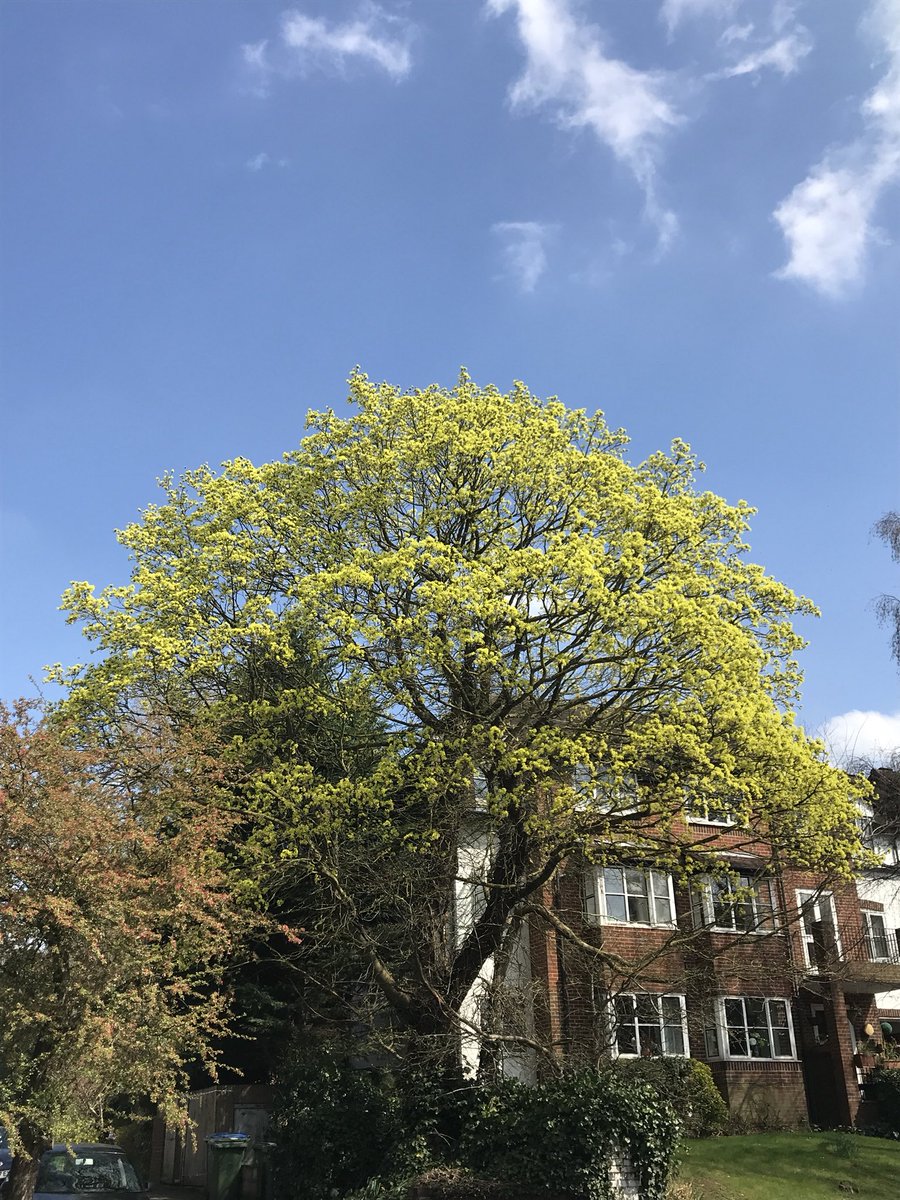 crasemanndesign's tweet photo. It's the time of year to keep the eyes open for #floweringtrees of the #stunning whilst #subtle kind. The #brilliant #yellowgreen #Acerplatanoides, the #norwaymaple. Great #landscapetree and #streettree @The_RHS @talklandscape https://t.co/QQGLBYtqOa
