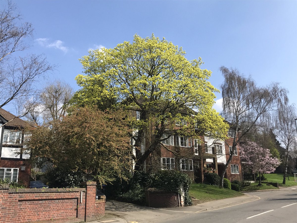 crasemanndesign's tweet photo. It's the time of year to keep the eyes open for #floweringtrees of the #stunning whilst #subtle kind. The #brilliant #yellowgreen #Acerplatanoides, the #norwaymaple. Great #landscapetree and #streettree @The_RHS @talklandscape https://t.co/QQGLBYtqOa