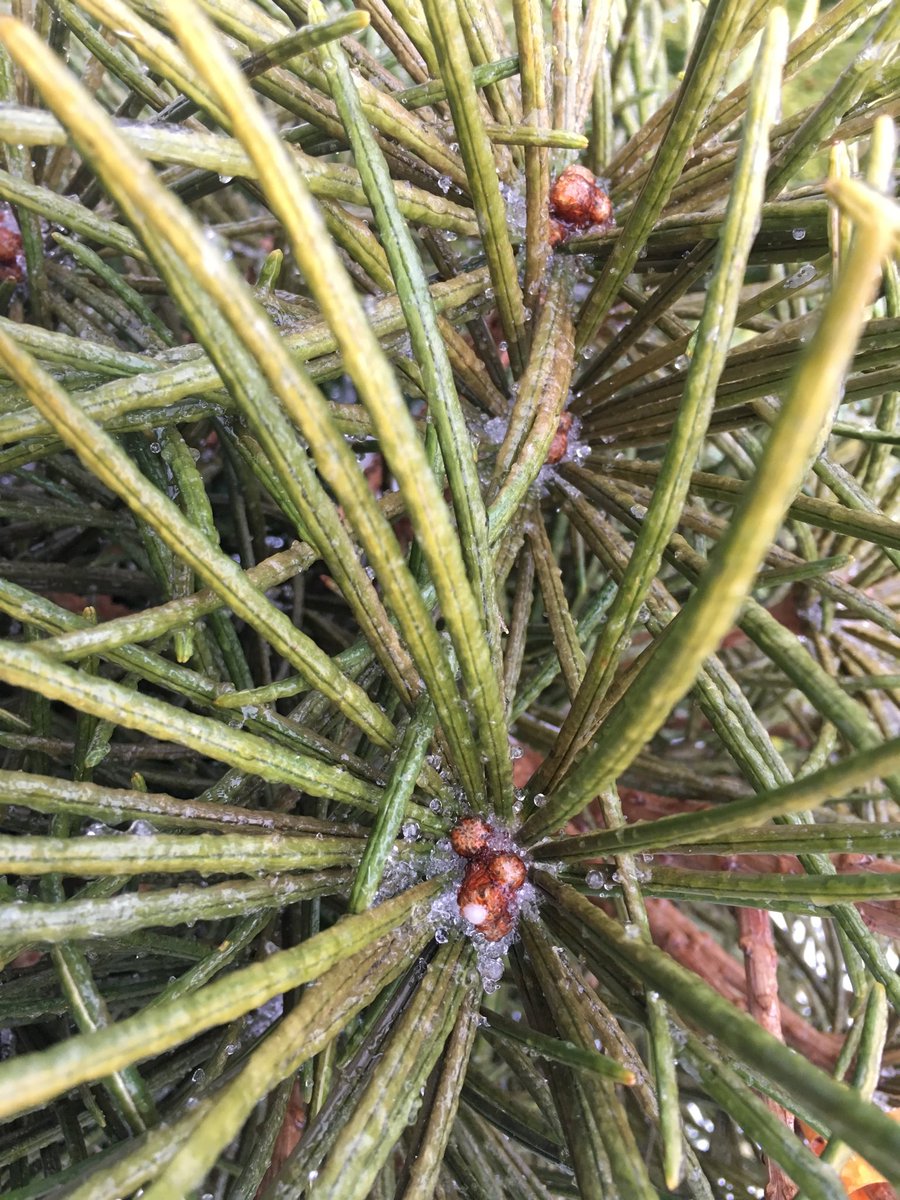 About a tenth of an inch of ice on the trees on the SE side of Grand Rapids.