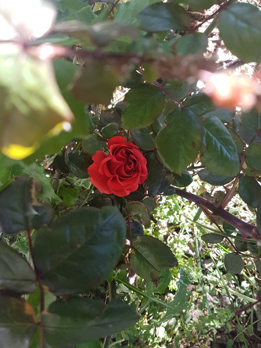AkikiJoyce's tweet photo. Raachine rose with two hearts ❤❤
#MyRaachine #Myvillage #Mylife #IbelongtoU #Love #Childhood #Pic. #Nofilter #Myhobby https://t.co/1uLrcFv48p