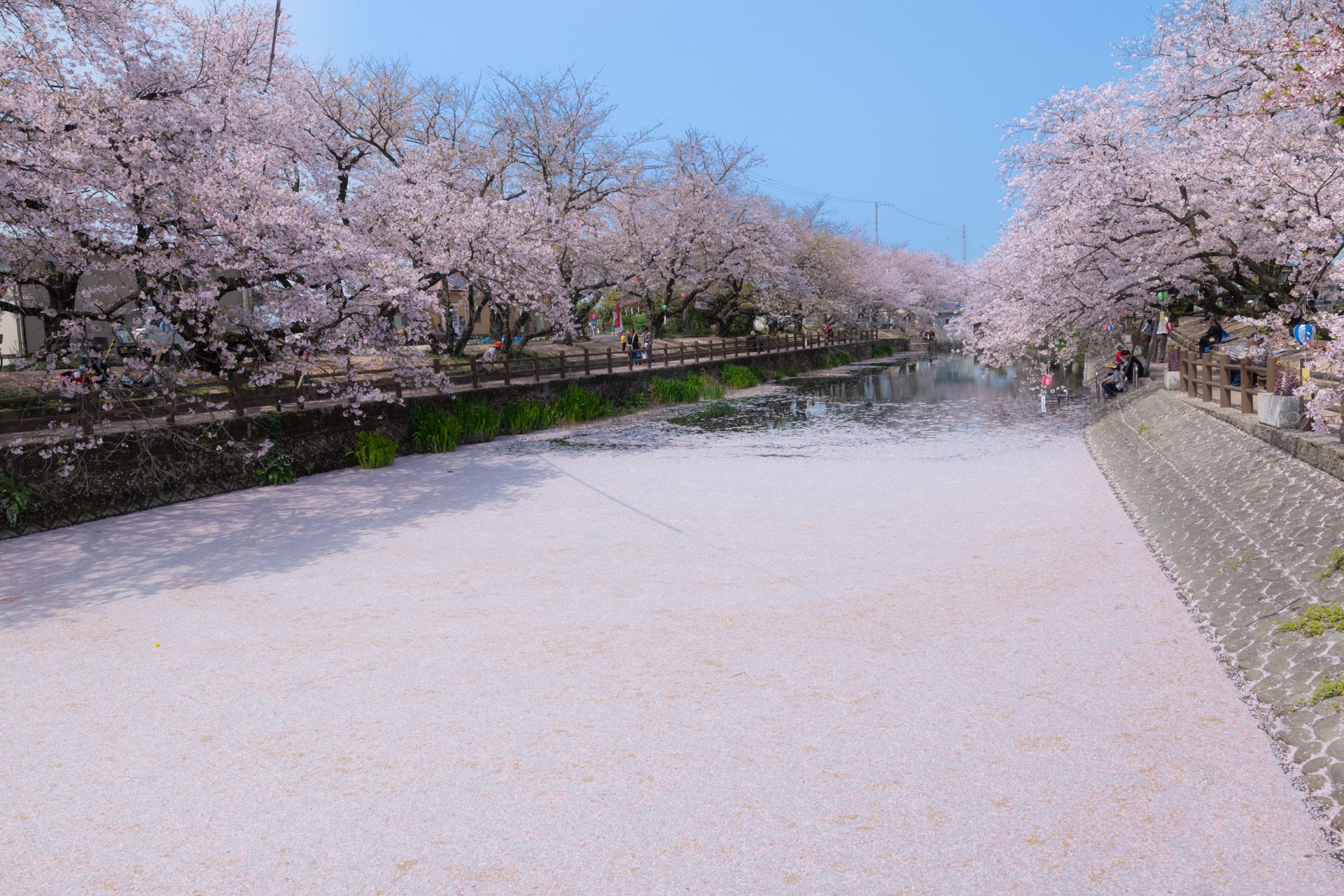 Kenken 一面の花筏 ここはどう撮ればよかったのか ひょうたん池 愛媛 西条 Sakura 桜 さくら 東京カメラ部 T Co Tpq5q8qb5u Twitter