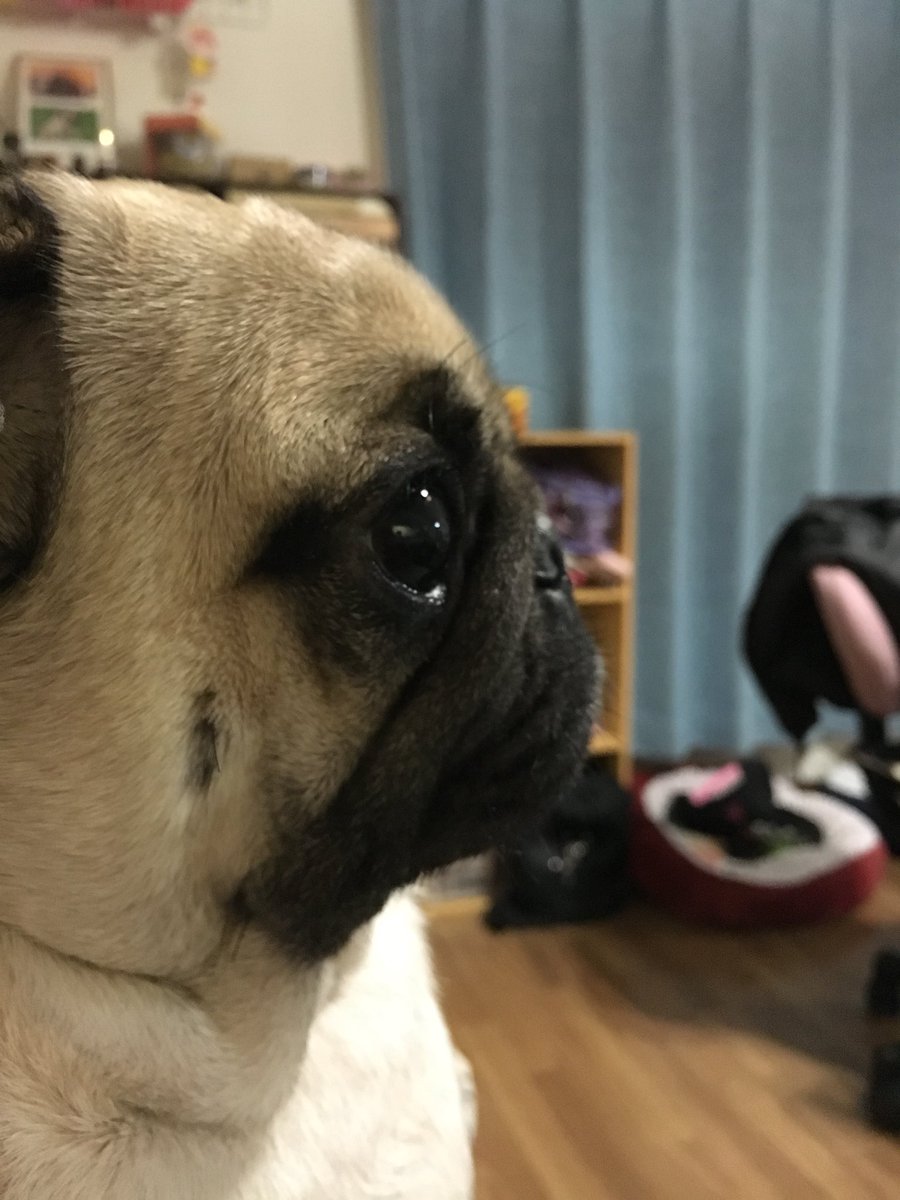パグ ぶうぴぐ໒ A Twitter 日本横顔選手権 Pug 鼻がない まんまる