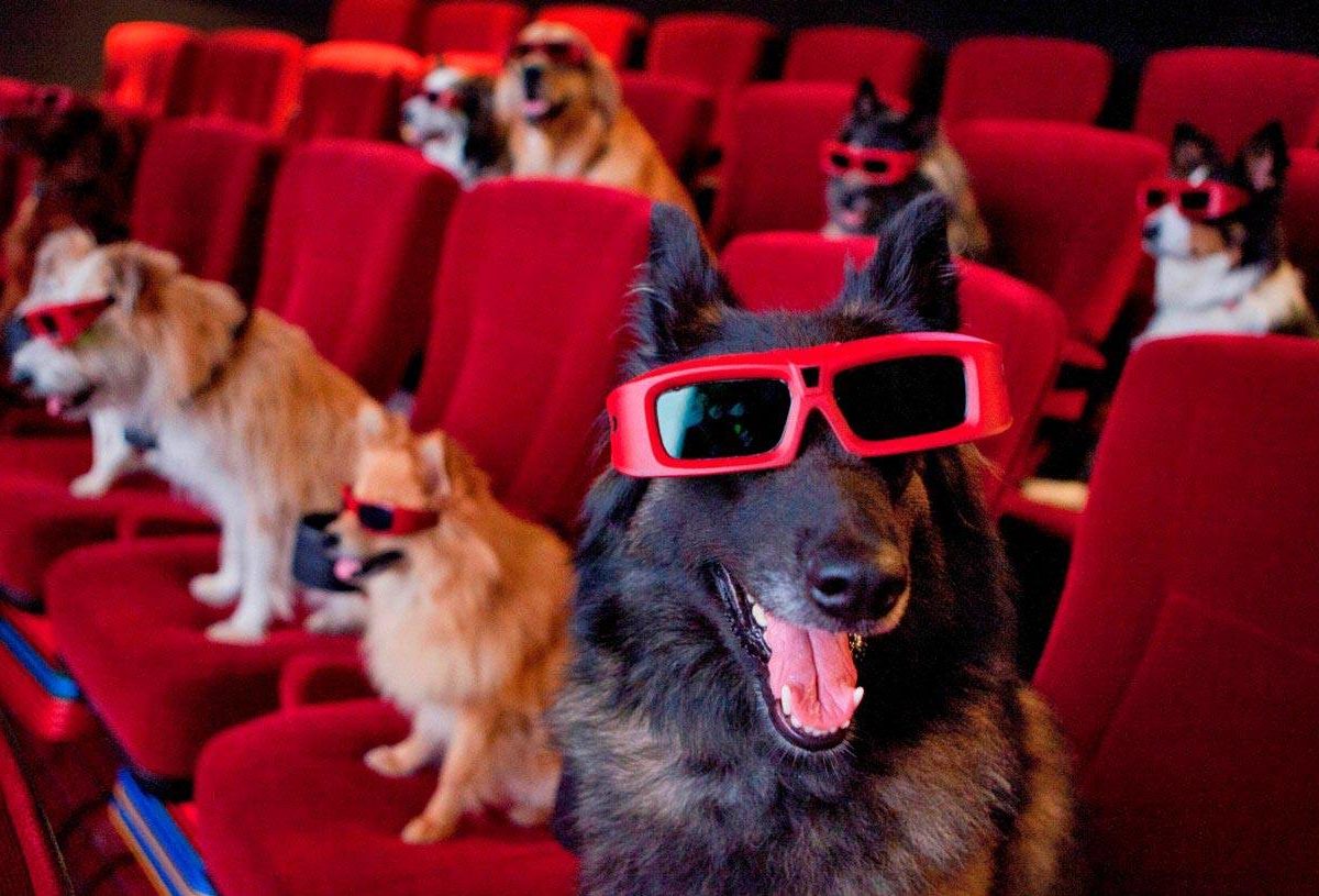 RaiRadio2's tweet photo. Ci siamo! Si parte con #GirlSolving! Tra pochissimo i segni più geniali dello zodiaco raccontati da @simonandthestar, mentre @AlicelikeAudrey e @camihawke ci dicono tutti i cinema dog-friendly, per vedere i film con i nostri cani! https://t.co/AbUSWbEIcV