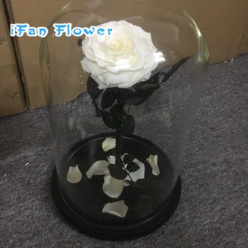 Katwanifan's tweet photo. Preserved rose in glass,hot sale-love forever #love https://t.co/r1ROgwhiWt