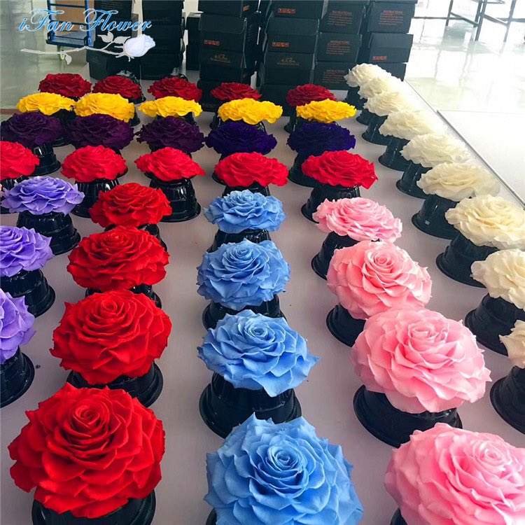 Katwanifan's tweet photo. 20cm preserved rose https://t.co/nX9aV96N07