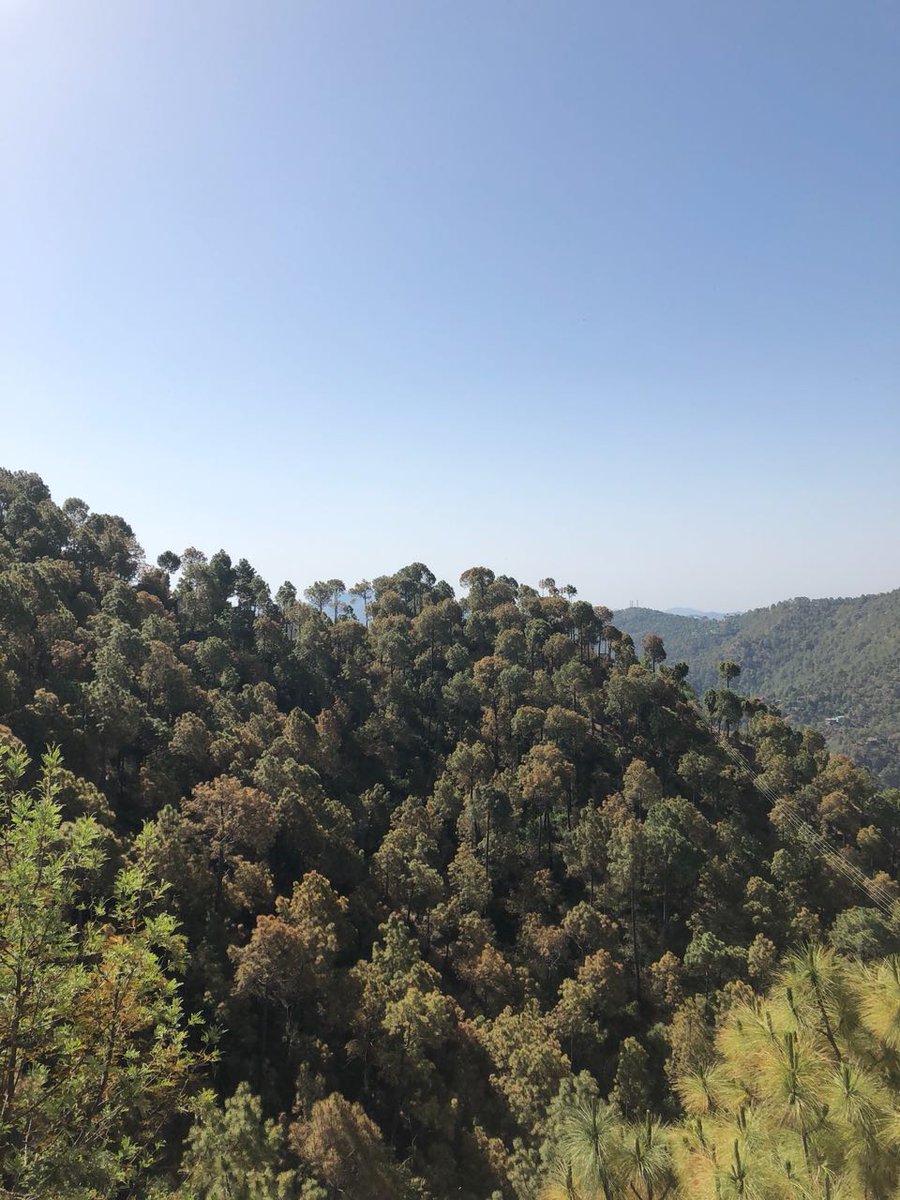 DrAshwani_Kumar's tweet photo. The woods are lovely, dark and deep - but I have promises to keep and miles to go before I sleep. Remembering Robert Frost as I reflect in the embrace of nature. 

#FewGoodMen https://t.co/NVAmZY661T