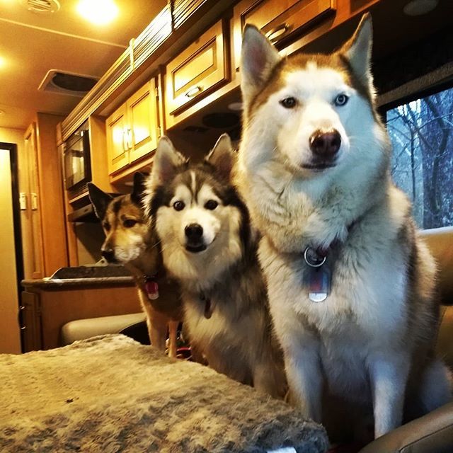 Matt_Philips's tweet photo. Camping doggos #RV #huskiesofinstagram #woolyhusky #germanshepardhusky #camping #mohicanstatepark #lifeisforenjoying https://t.co/nue2BoXSD2 https://t.co/IUV7XqbSWO