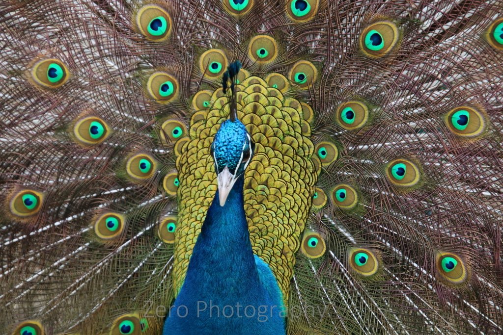 0MrsZero's tweet image. #safarilive Good afternoon everyone, we had a great time at the zoo this morning, a male peafowl displayed his feathers, I managed to take a video (will share another time) but here's a picture!