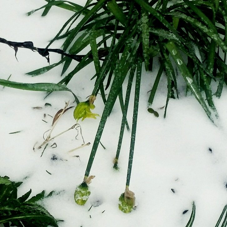 ChefsWife86d's tweet photo. #springisasickjoke #icestorm My drooping daffodils. https://t.co/HXn6NgU2pC
