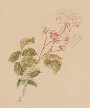 BeatrixPotterSo's tweet photo. Beatrix Potter was a talented watercolourist, particularly of the natural world, from an early age and her paintings and drawings are now in collections, both private and public, all over the world. https://t.co/rryo4miEoB
#BeatrixPotter #Watercolour #artist #flowers #painter https://t.co/BHWvCISu78
